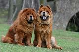 CHOW CHOW 751